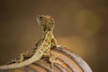 LAGARTO MARRON EN TRONCO DE ARBOL AL ACECHO CON TEXTURAS EN EL LOMO 