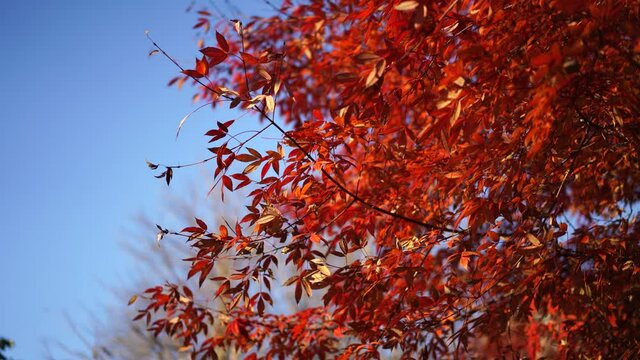 Red tree leaves on a blurry background with bokeh. Autumn, seasons