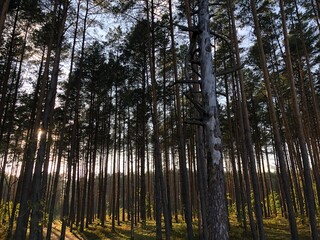 sunset in the forest