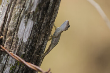 LAGARTO MARRON EN TRONCO DE ARBOL AL ACECHO CON TEXTURAS EN EL LOMO 