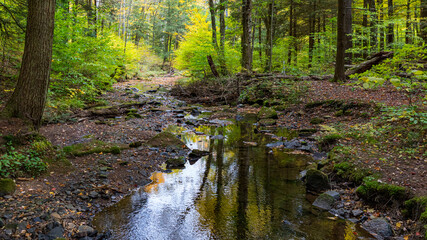 Autumn Stream in the forest