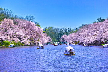 満開の桜咲く東京都井の頭公園の風景
