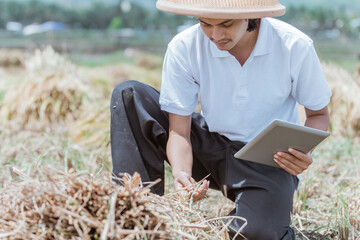 close up of farmers observing rice crop yields when using a tablet pc in the fields