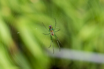 Spider on a web