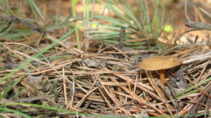 Mushroom nature, Mashroom  
Close up of small mashroom growing on green grass againt sunlight with bokeh. Selected focus.
Mushrooms appears in the wet ground.
Wild Mashroom growing up in forest, woods