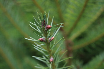 Brotes de pino