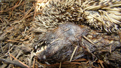 Close up of dead hedgehog in nature
Carcass of a hedgehog in the wooden
Dead hedgehog 
Hedgehog was killed 
Dead animals, animal
Veterinary medicine
Veterinarian exotic
Veterinarian wildlife
pathology