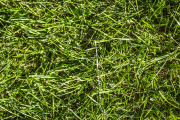 Textura cesped