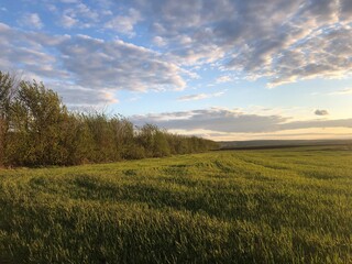Obraz premium field of wheat