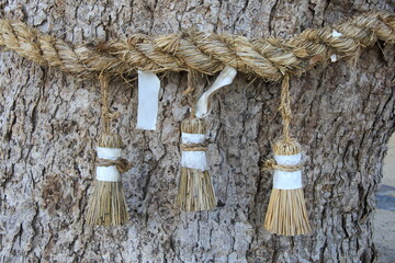 御神木(注連縄が巻かれたクスノキ)