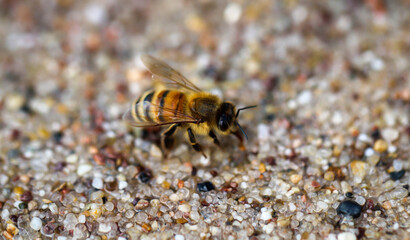 Eine Biene die aus dem feuchten Kies Wasser trinkt.