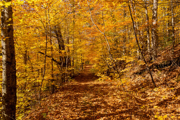 Trees still holding on to their brightly colored leaves envelope a New England hiking trail