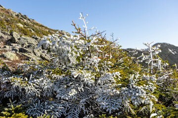 Frost forms in the Alpine regions of the White Mountains well before winter arrives
