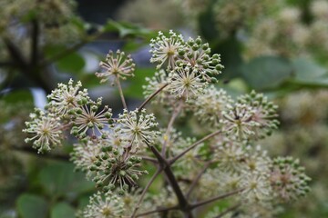Aralia cordata (Japanese Udo plant) flowers / Araliaceae perennial plant.