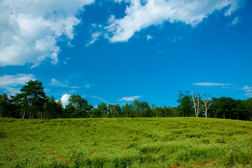 Obraz premium ソバ畑と