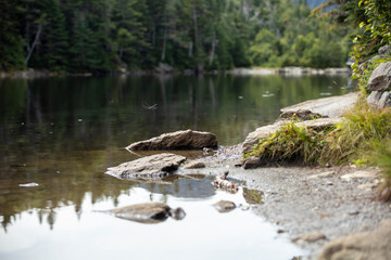 A dragonfly hovers over Sterling Pond looking for its next meal