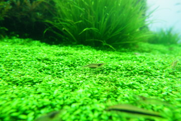 a shrimp on Aquatic plants