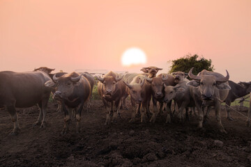 group of water buffaloes at sunset background