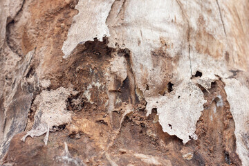 Closeup of dead trunk rotting and decaying trees for background.