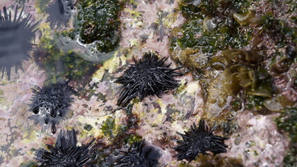 Ouri&ccedil;o do mar negro