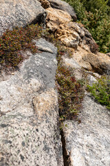 Middle Sugarloaf Mountain Summit consists of exposed granite with robust trees and flowers protruding from the openings in the rock