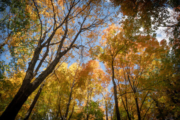 fall canopy view