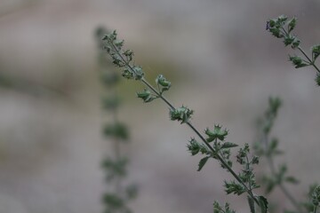 green flower meadow field background, blur flower background