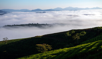 
an early plateau of Da Lat