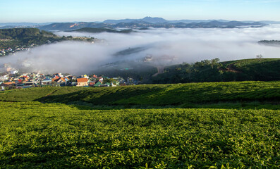 
an early plateau of Da Lat