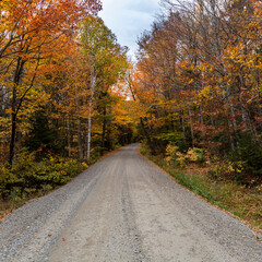 Obraz premium Autumn leaves bring vibrant colors to the back roads of New England