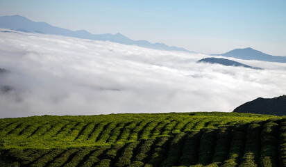 Clouds come on the tea hill