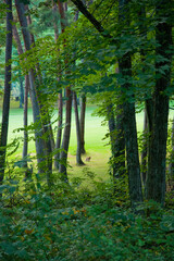 Obraz premium 森林