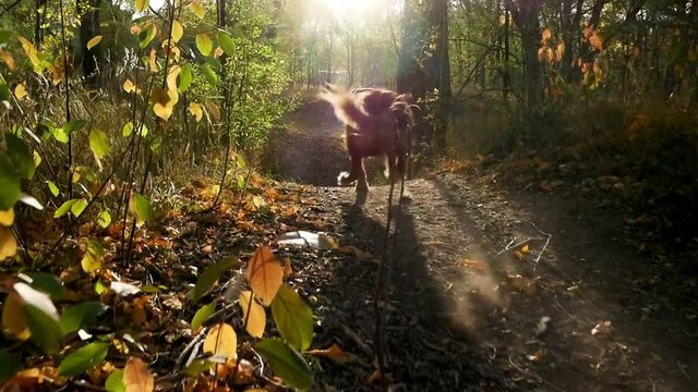 golden retriever dog running on path in the woods in au tumn