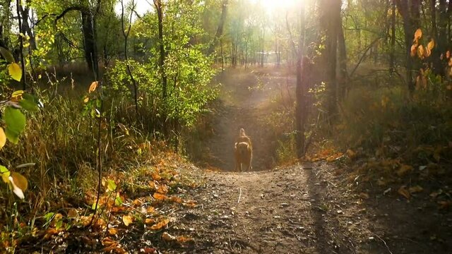 golden retriever dog running on path path in the forest