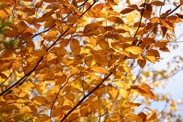 Orange leaves catch flutter between sunlight and shadows on a clear fall day
