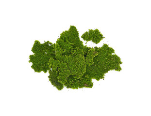 Obraz premium Piece of green moss on white background, top view.