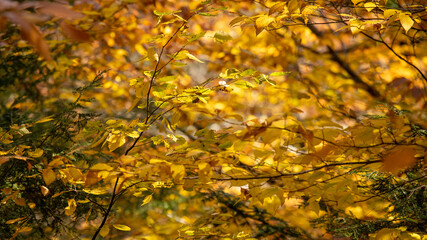 Leaves fade from green to yellow and orange among the constant hue of the evergreen needles, all...