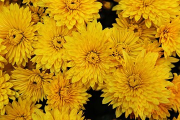 한국 인천시 부평구 부평문화의거리꽃축제에다녀왔습니다