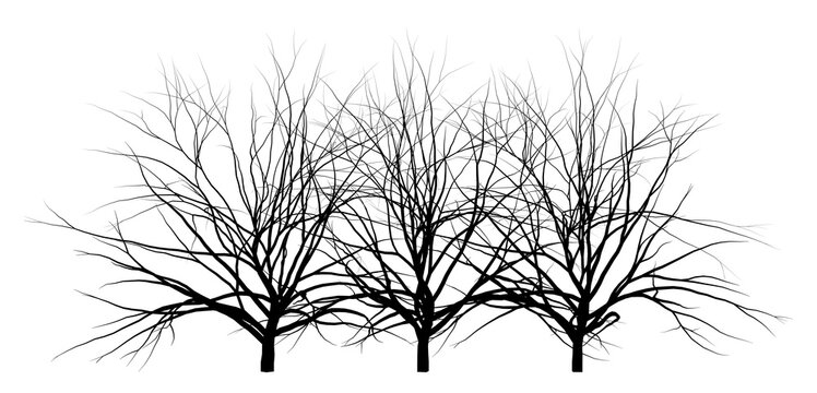 Bare trees silhouettes overlay background. Alpha mask image texture.