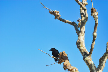 カラス　木　空　冬