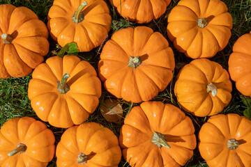 overhead view of a pile of small pumpkins in a grassy field