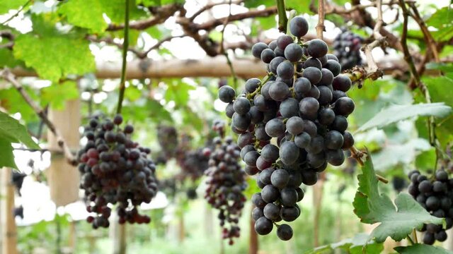 Red wine grape ready for harvest in vineyard.