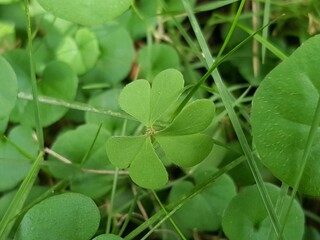 corazones en la naturaleza