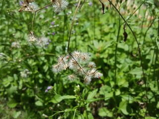Belleza en las peque&ntilde;as cosa