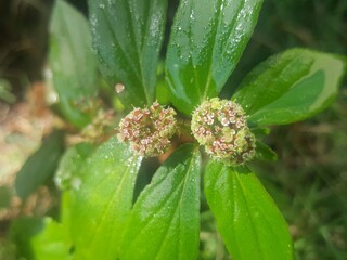 naturaleza en miniatura