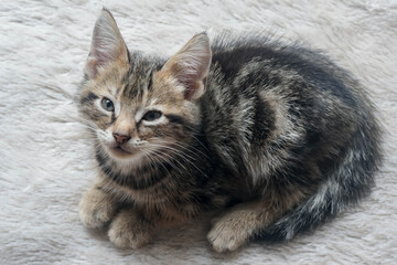cute young American Shorthair cat in brown tabby color sit on fur floor
