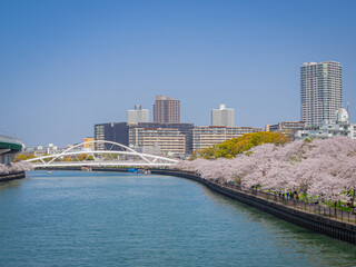 【大阪】桜ノ宮にある満開の桜