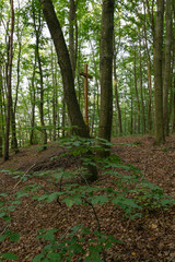 Krzyż miedzy drzewami na trasie Kalwarii Wejherowskiej