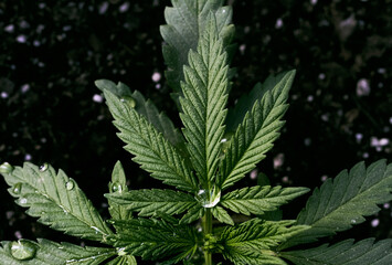 La hoja verde de cannabis tiene una gota encima, con un fondo de sustrato, tierra, y una gota centrada en la hoja.