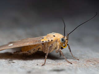 Macro Photo of Little Yellow Butterfly on The Floor